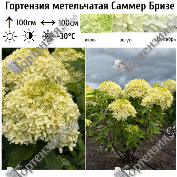 Гортензия метельчатая "Саммер Бризе"