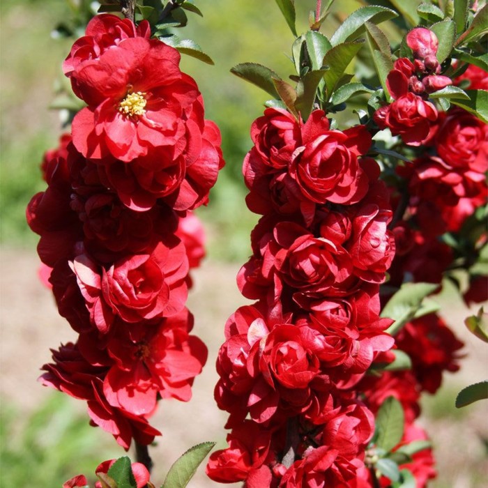 Хеномелес прекрасный "Скарлет Шторм"