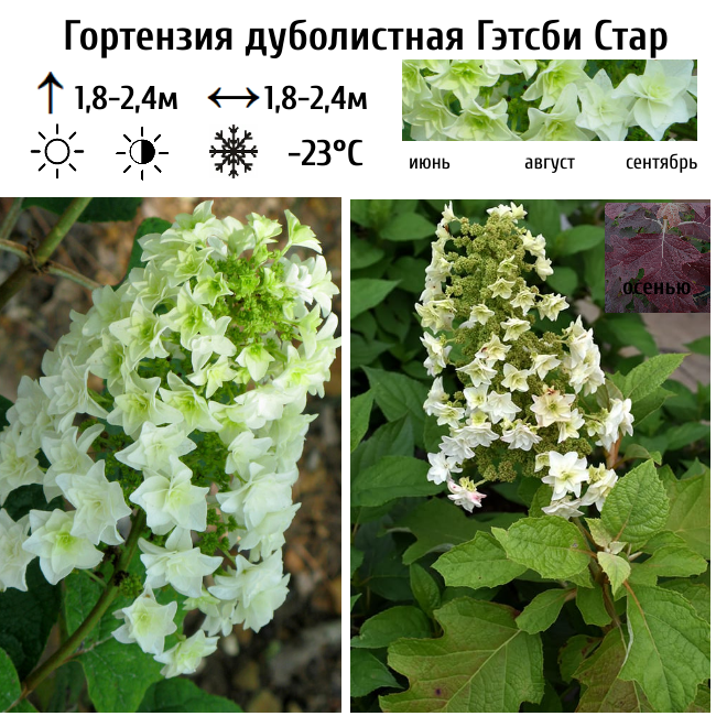 Гортензия дуболистная "Гэтсби Стар"