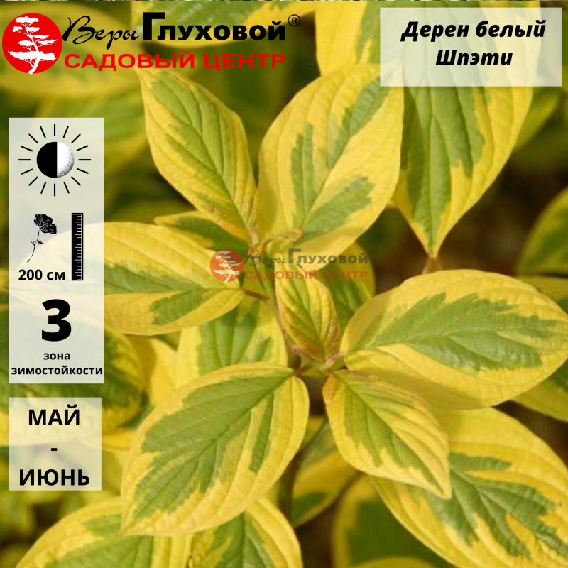 Дерен белый "Шпэти"
