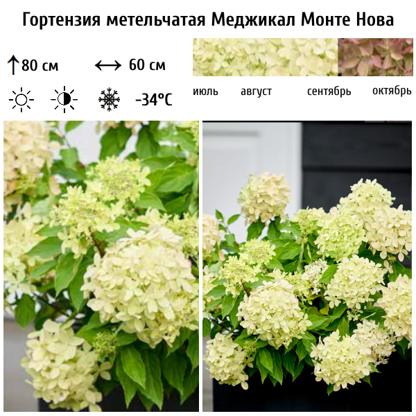 Гортензия метельчатая "Меджикал Монте Нова"