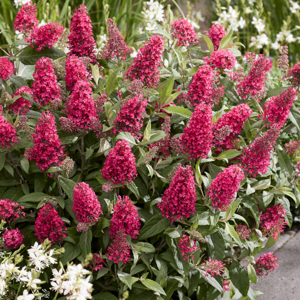 Буддлея Давида "Баттерфляй Канди Литтл Баблгам"