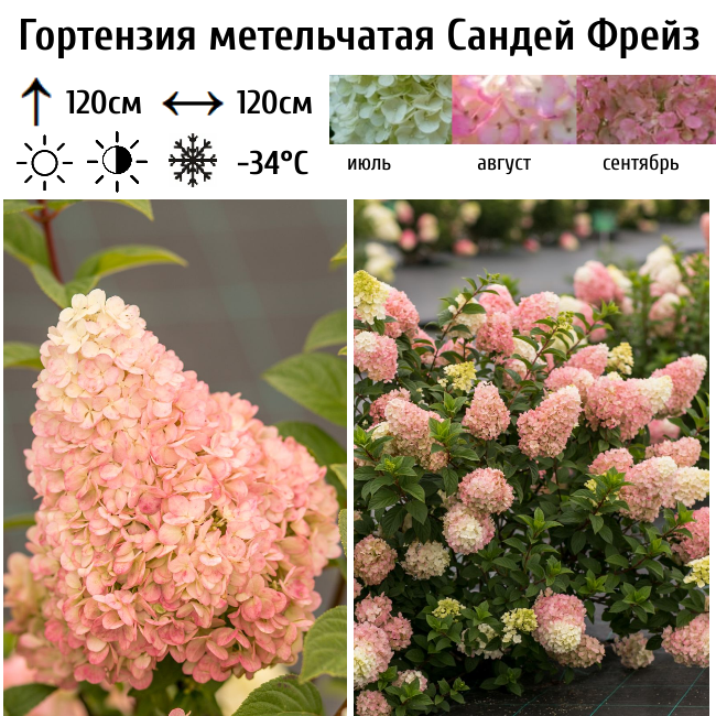 Гортензия метельчатая "Сандей Фрейз"