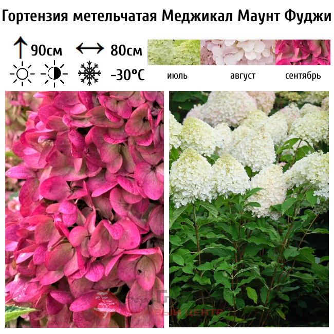Гортензия метельчатая "Меджикал Маунт Фуджи"