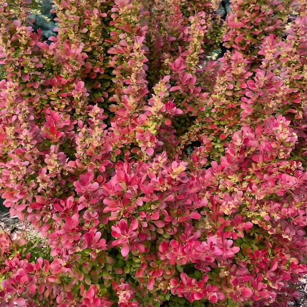 Барбарис Тунберга "Флоренс"