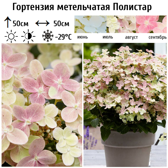 Гортензия метельчатая "Полистар"