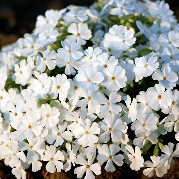 Флокс шиловидный "Вайт Делайт"