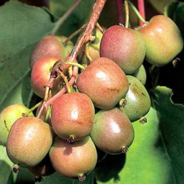 Актинидия аргута "Женева"