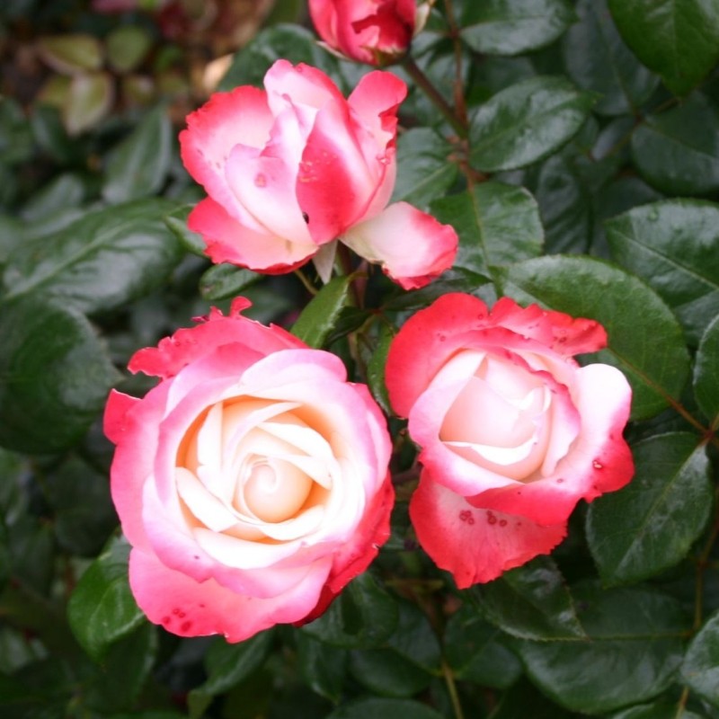 Роза чайно-гибридная "Nostalgie/ La garçonne"