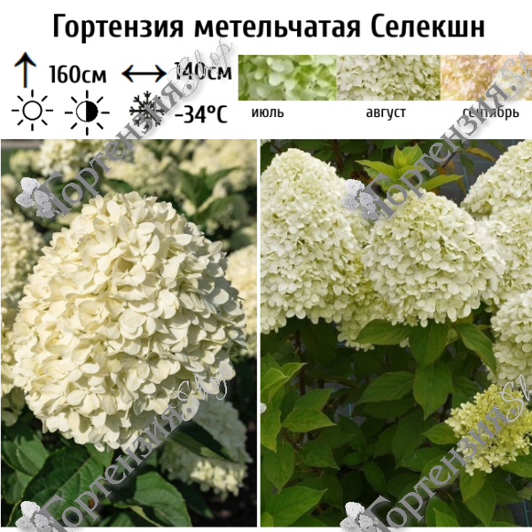 Гортензия метельчатая "Селекшн"