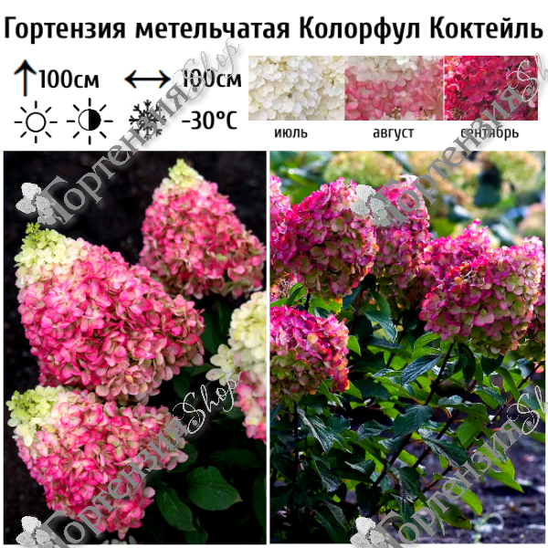 Гортензия метельчатая "Колорфул Коктейль"