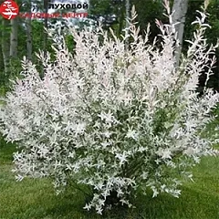 Лиственные деревья