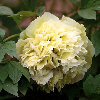 Пион древовидный  "Грин" 