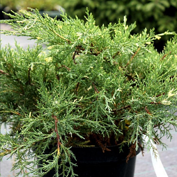 Можжевельник средний "Вайт Сплэш" 