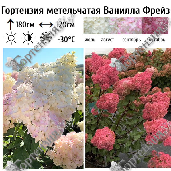 Гортензия метельчатая «Ванилла Фрейз»
