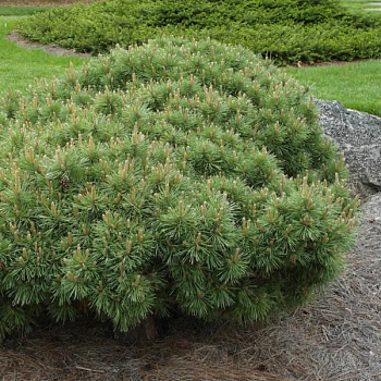 Сосна обыкновенная "Сандрингхэм" 