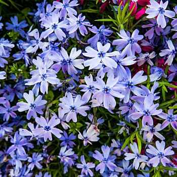 Флокс шиловидный голубой 