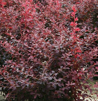 Барбарис оттавский "Аурикома" 