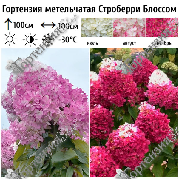 Гортензия метельчатая "Строберри Блоссом"