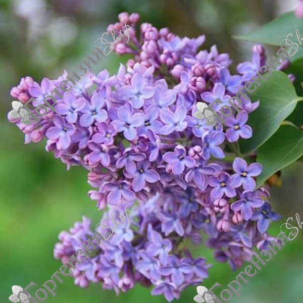 Сирень обыкновенная