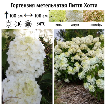 Гортензия метельчатая "Литтл Хотти" 
