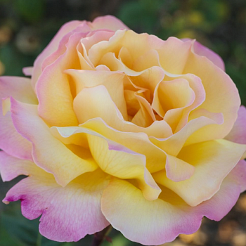 Роза чайно-гибридная "Mme.A.Meilland" 