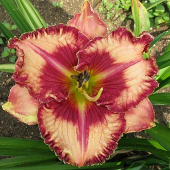 Лилейник "Белив ин Мираклc" 