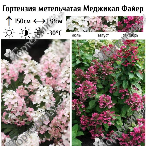 Гортензия метельчатая "Меджикал Файер"