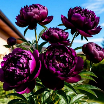 Пион древовидный "Пурпл" 