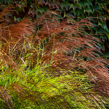 Мискантус китайский "Фернер Остен" 