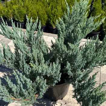 Можжевельник средний "Блю Шиффон" 