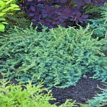 Можжевельник прибрежный "Шлягер" 