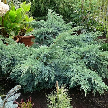 Можжевельник чешуйчатый "Блю Шведе" 