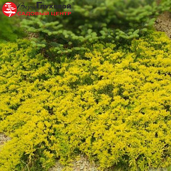 Можжевельник горизонтальный "Голден Карпет" 